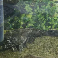 آکواریوم|ماهی|قدس, شهر‌قدس|دیوار