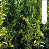 فروش نهال مرکبات