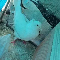 کبوتر سالم|پرنده|فرمهین, |دیوار