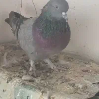 چندعدد کبوتر تهرانی و پر