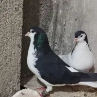 کفتر ساده سیاه