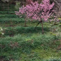 فشند-ساوجبلاغ