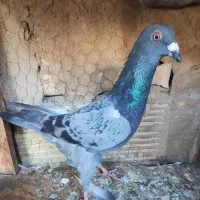 ۴تا کفتر صید پرشی|پرنده|مشهد, قائم|دیوار