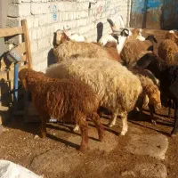 همه رقم دام زنده برای قربانی|حیوانات مزرعه|اردبیل, |دیوار