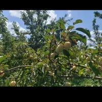 دوتن الو بخارا