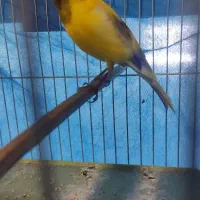 قناری نر مست