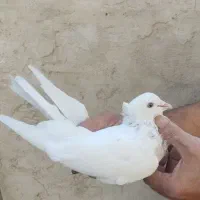 کفتر پرشی|پرنده|ری, سیزده آبان|دیوار