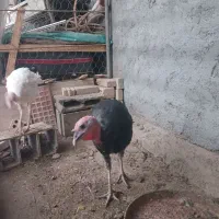 بوقلمون|حیوانات مزرعه|اهواز, اسماعیلیه|دیوار