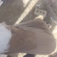 دم سیاه و دم قهوه ای|پرنده|رفسنجان, |دیوار