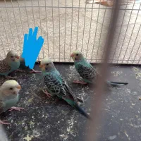 مرغ عشق|پرنده|زاهدان, |دیوار