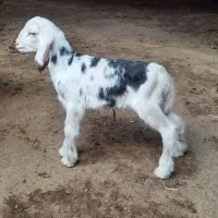 بره شیر خوار