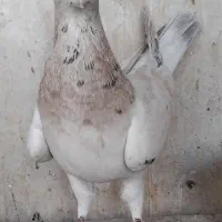 کبوتر دورگ  هفت رنگ