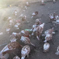 جوجه بوقلمون بوربون|حیوانات مزرعه|بانه, |دیوار