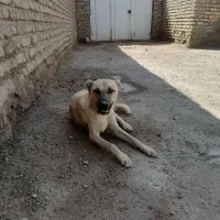 سگ سرابی|سگ|کرمان, |دیوار