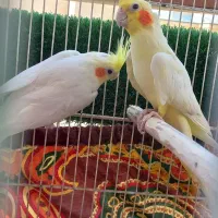 جفت عروس هلندی لوتینو با قفس هاولونه