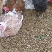 بوقمون ماده بوربون