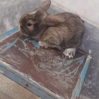 بچه خرگوش لوپ|موش و خرگوش|سبزوار, علمدار|دیوار