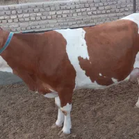 تلبسه چاق ی شکم زاییده