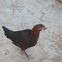 مرغ و خروس (جوجه ۵ ماهه)