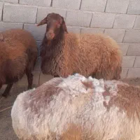 یک راس قوچ همو