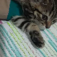 گربه