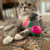 گربه اسکاتیش