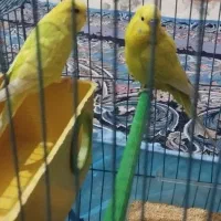 یک جفت مرغ عشق در حال لونه گرم کردن