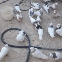 کبوتر طوقی|پرنده|سنندج, |دیوار