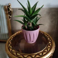 گل یخ،شاخ بزی آلئوراسانسوریا نخل مرداب گبرگ انجیری|گل و گیاه طبیعی|مشهد, مصلی (کارمندان اول)|دیوار