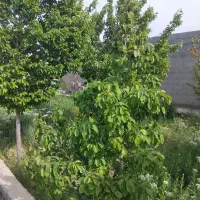 فروش باغ ۵۰۰ متری گنبدواز وکلاکوب