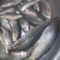 کولی رودخانه ای
