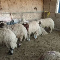 بره|حیوانات مزرعه|کوهنانی, |دیوار