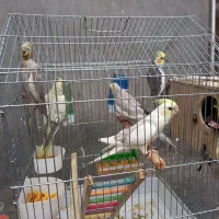 عروس هلندی