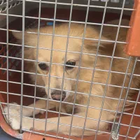 واگذاری سگ پامرانین اشپیتز