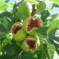 نهال انجیر و سایر نهال ها