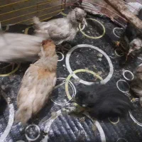 جوجه مرغ محلی