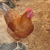مرغ تخم گذار هشت ماهه