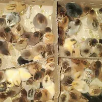 جوجه چند روزه فقط 50 هزار تومان