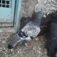 کبوتر