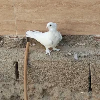 سفید چنگ موشی سینه فر