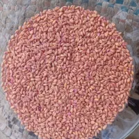 فروش گندم