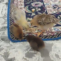 4 عدد جوجه رسمی