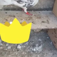 کف.تر پرشی هما