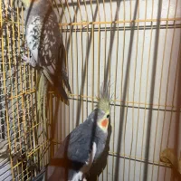 عروس هلندی دستی،جفت قیمت فوق العاده فروش فوری