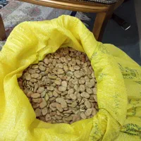 باقله بذری|خدمات باغبانی و درختکاری|بهبهان, |دیوار