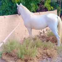 سلام فروش 2راس اسب ماده