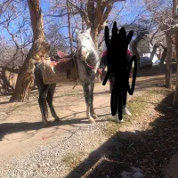 اسب فروشی2*3ساله