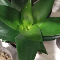 فروش گل تک و تعداد بالا|گل و گیاه طبیعی|رشت, کوی امام رضا|دیوار