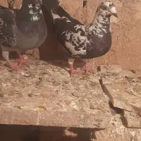 کفتر  کبوتر