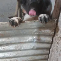 واگذاری توله قهدریجانی اصل